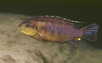 Petrotilapia sp. 'fuscous' Mbenji Island